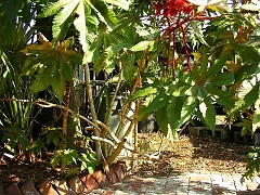 04-09 02 Castor Bean Plant
